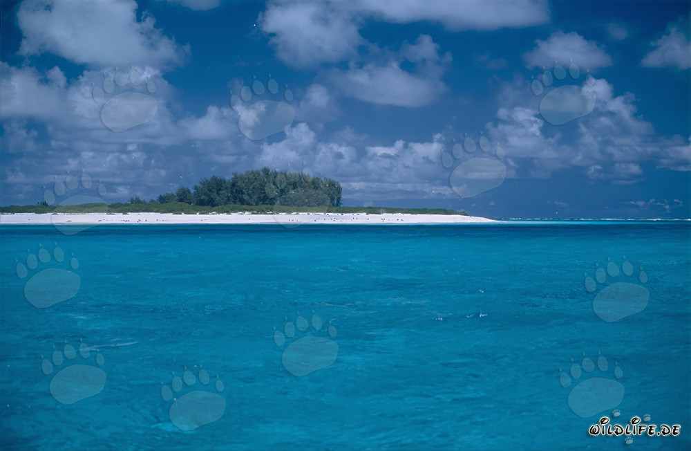 Türkisblaues Paradies: Lagune im Midway Atoll