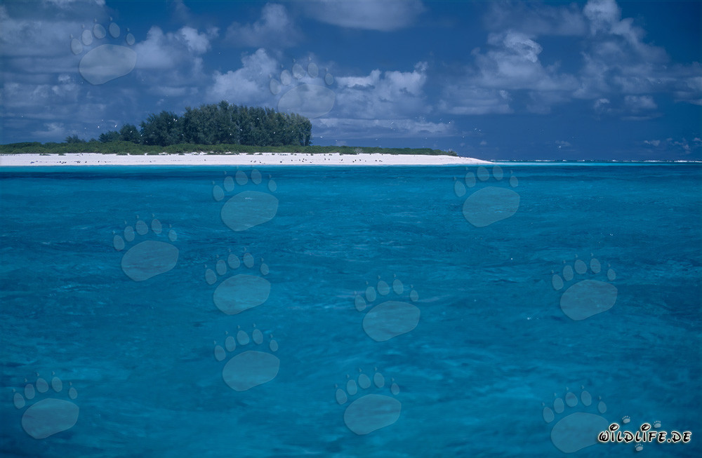 Isla idílica en el océano Pacífico
