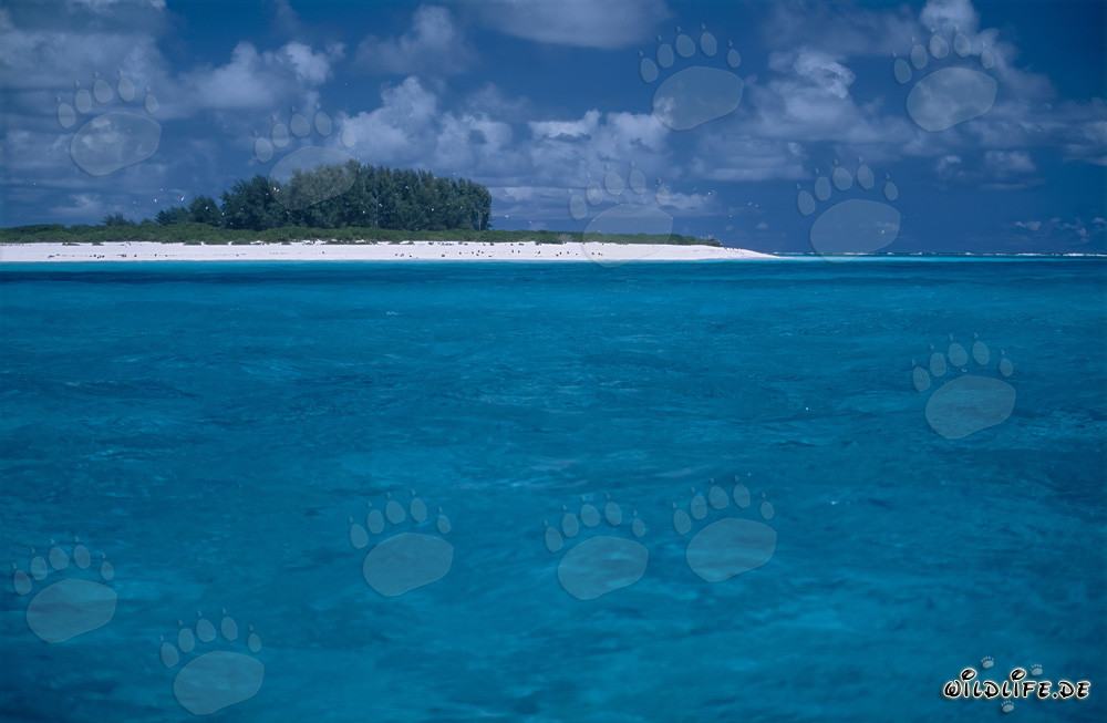 Idyllic Island in the Pacific Ocean