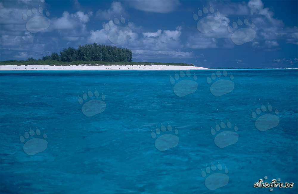 Isola idilliaca nell'oceano Pacifico