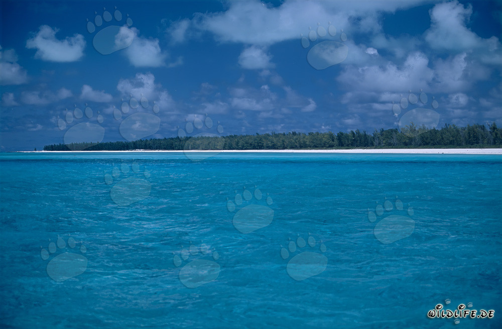 Ambiance paradisiaque des îles du sud à l'atoll de Midway, Hawaï, États-Unis