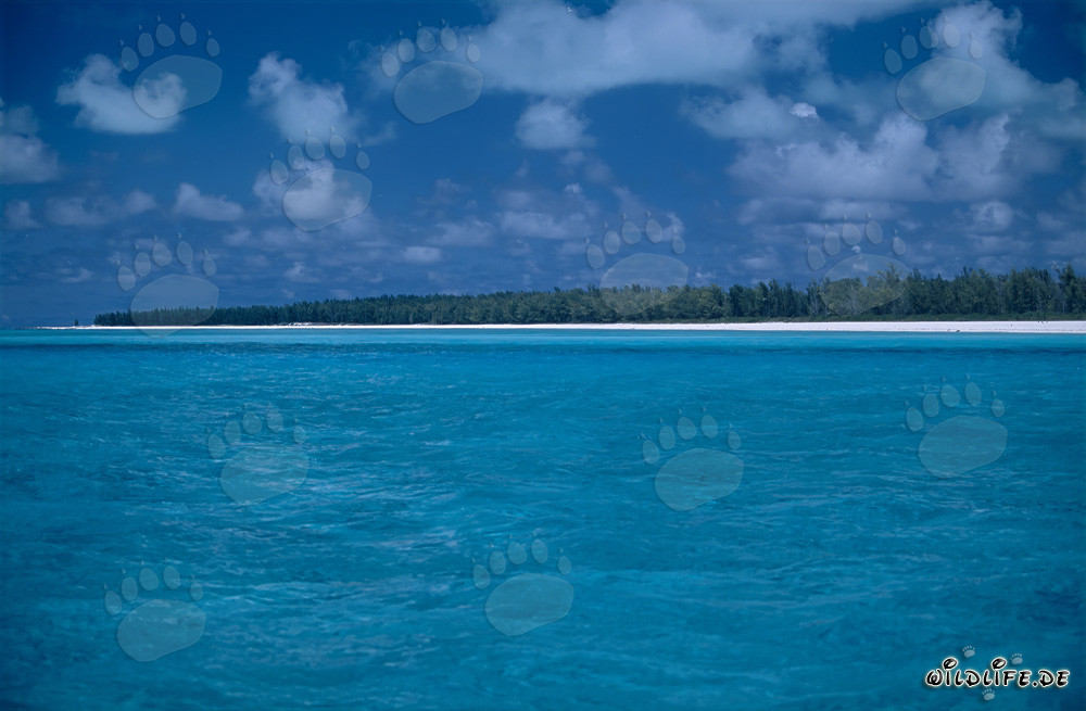 Atmosfera paradisiaca delle isole del sud all'atollo di Midway, Hawaii, Stati Uniti