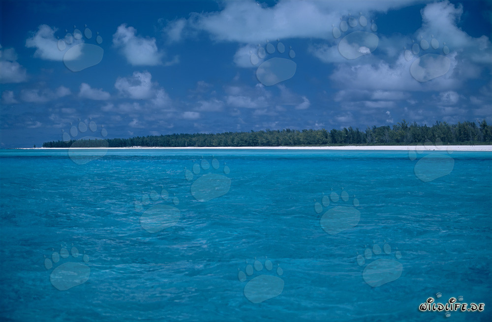 Dreamy South Seas Flair on Midway Atoll, Hawaii, USA