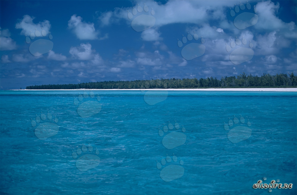 Traumhaftes Südsee-Flair auf dem Midway-Atoll, Hawaii, USA