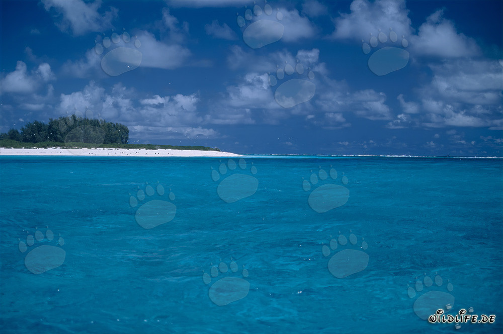 Monde de la Polynésie : Lagunes tropicales sur l'atoll de Midway