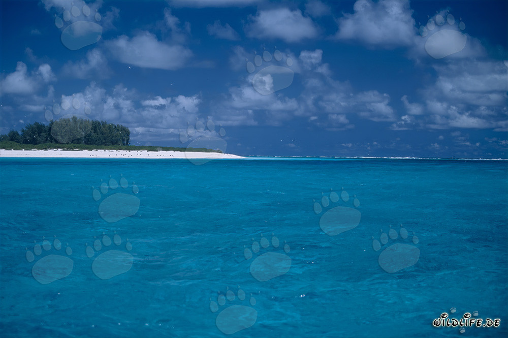 Mondo del Sud: Lagune tropicali sull'atollo di Midway