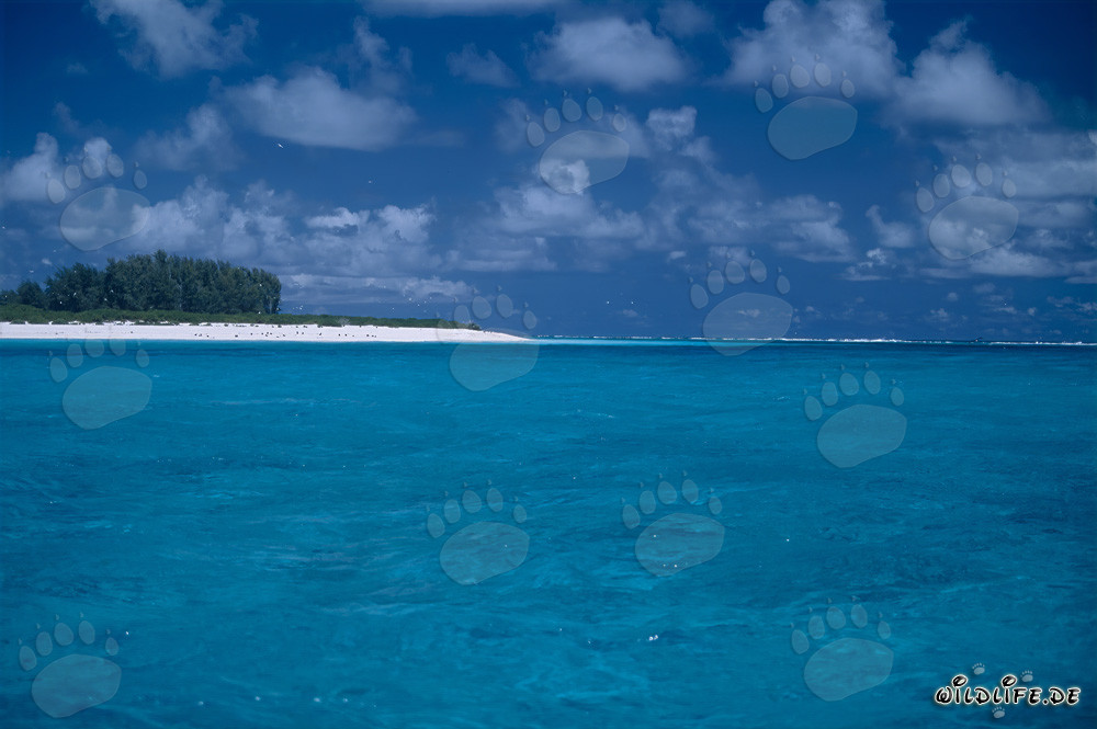 Mundo del Pacífico Sur: Lagunas tropicales en el Atolón de Midway