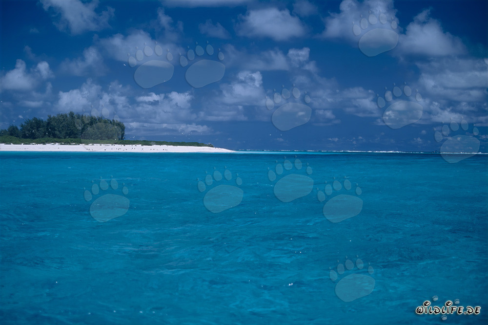 South Sea World: Tropical Lagoons on Midway Atoll