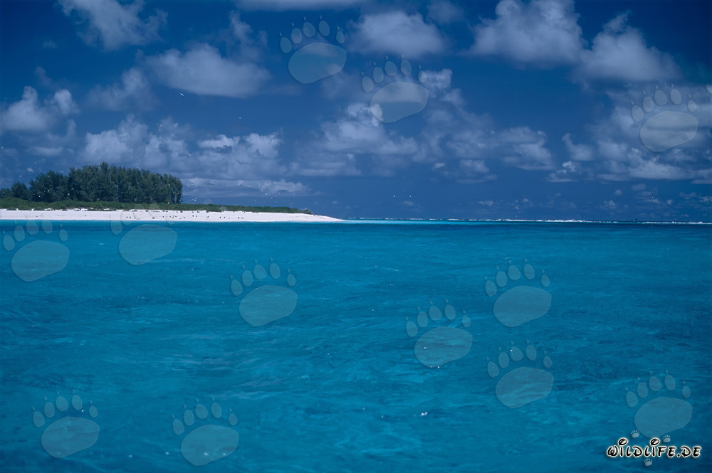 Südsee Welt: Tropische Lagunen auf Midway Atoll