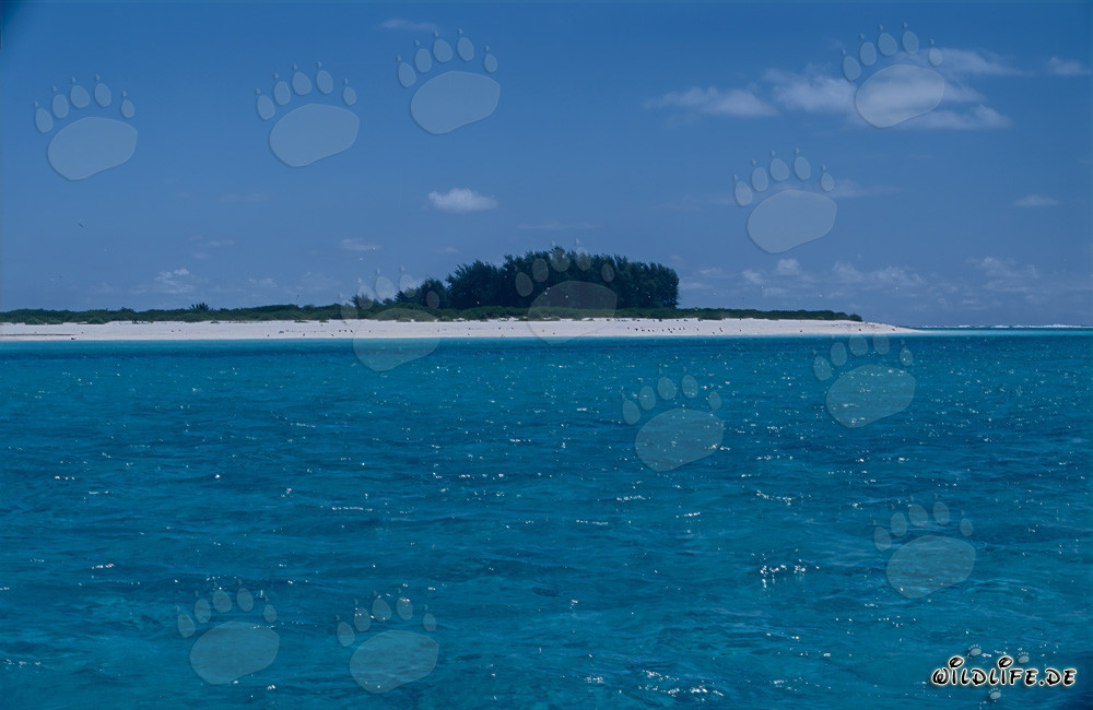Île paradisiaque de la mer du Sud avec une plage de sable blanc de rêve