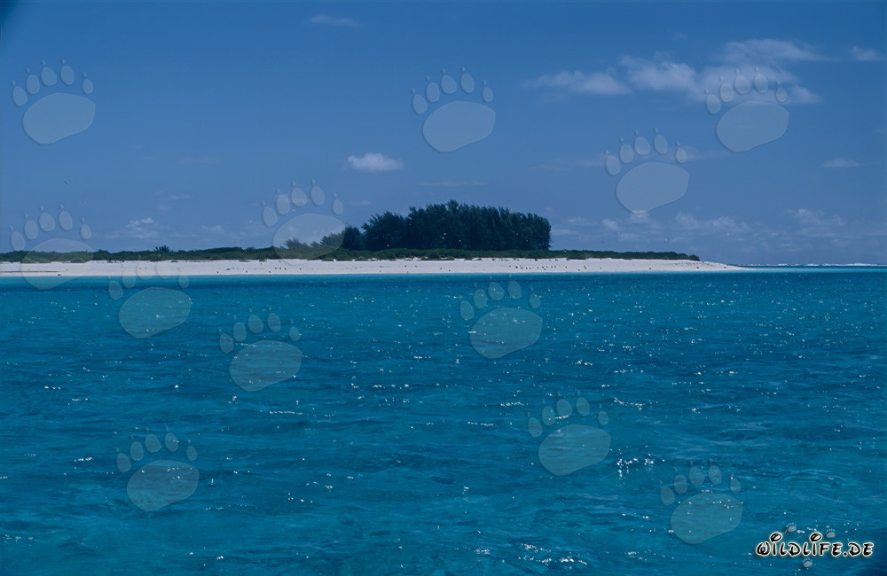 Idyllic South Sea Island with Dreamy White Sandy Beach