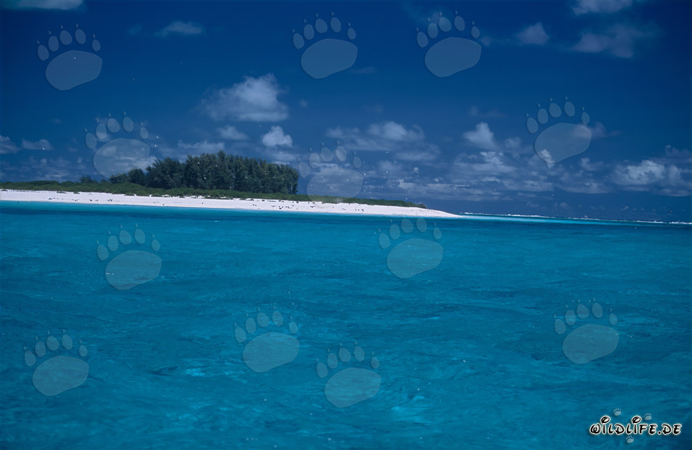 Plage de sable blanc immaculé, ciel bleu et mer cristalline à Midway Atoll, Hawaï, États-Unis