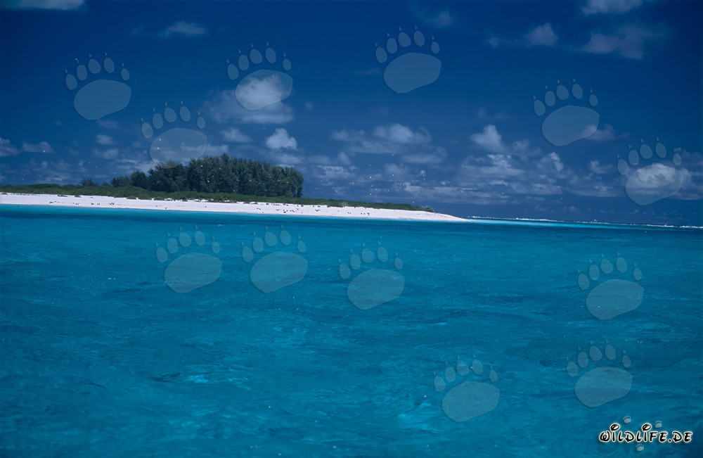 Playa de arena blanca, cielo azul y mar cristalino en Midway Atoll, Hawái, EE. UU.