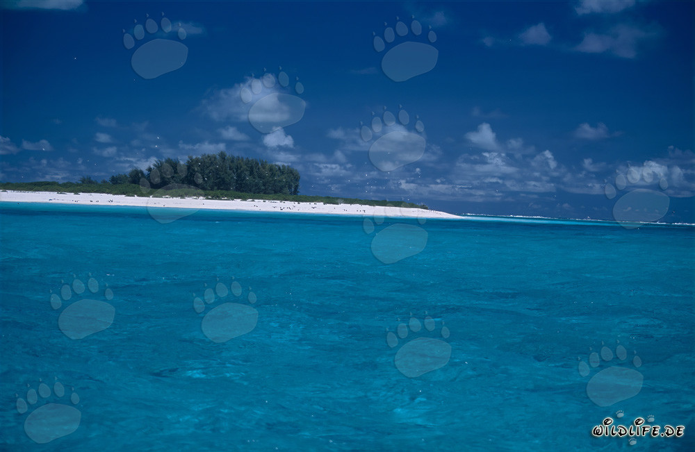 Traumhafter Schneeweißer Strand, Blauer Himmel und Kristallklares Meer auf Midway Atoll, Hawaii, USA