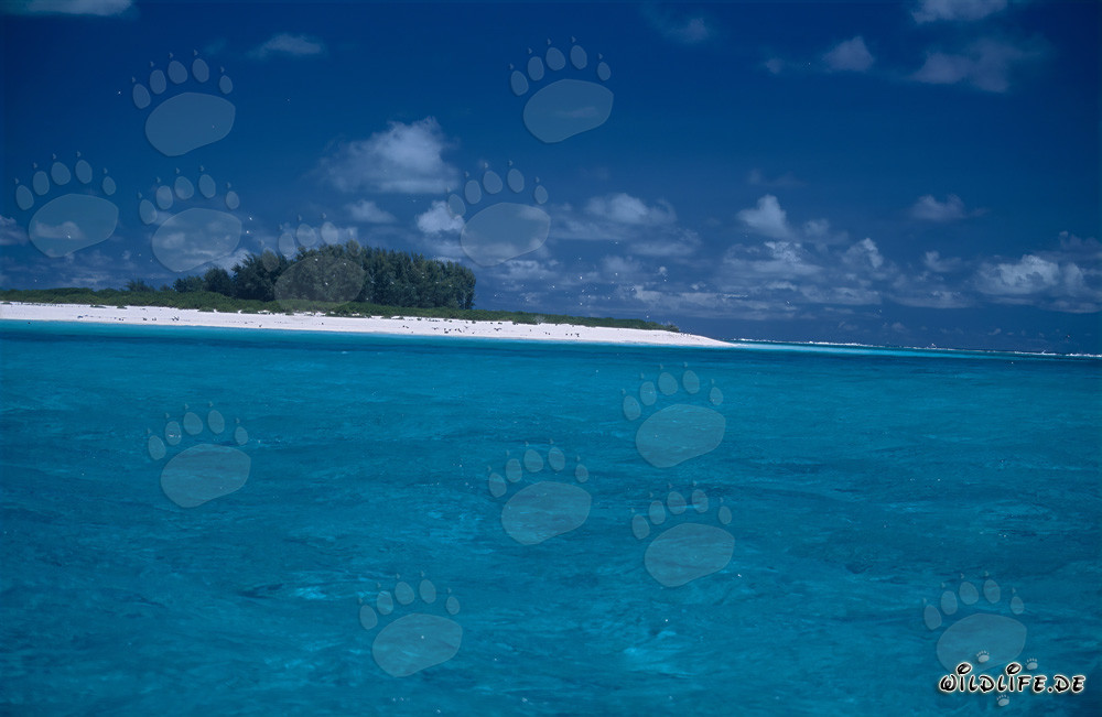 Dreamy Snow White Beach, Blue Sky, and Crystal Clear Sea on Midway Atoll, Hawaii, USA