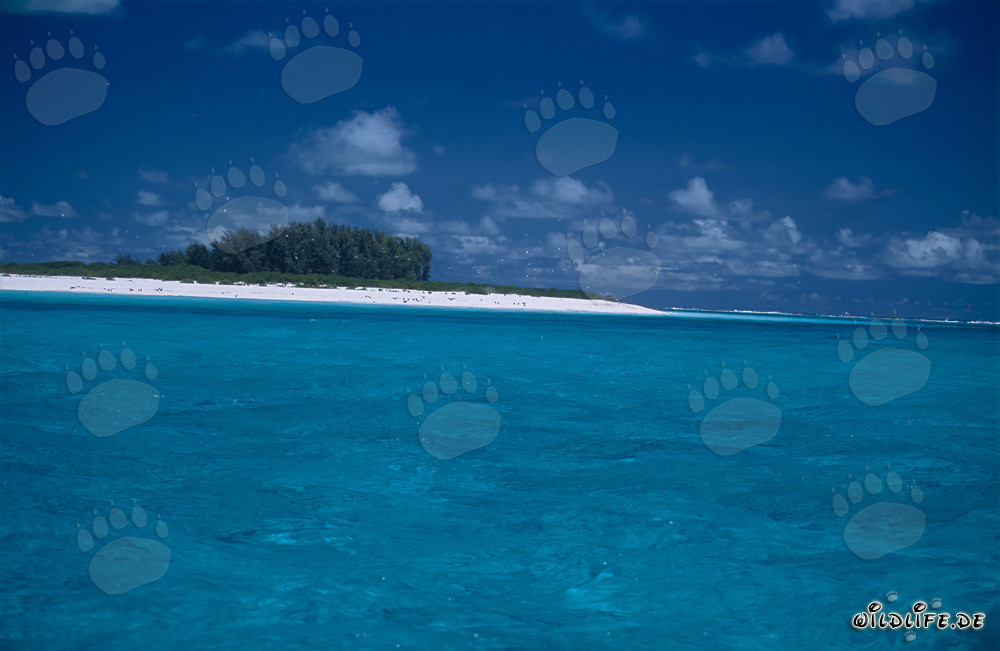 Spiaggia di sabbia bianca, cielo blu e mare cristallino a Midway Atoll, Hawaii, USA