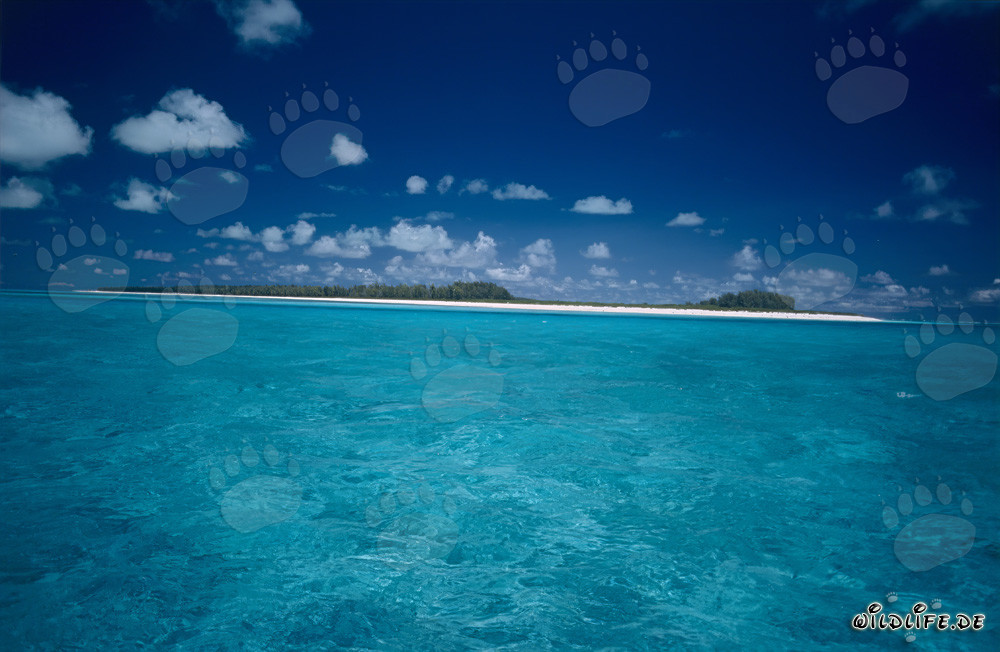South Sea island in the endless blue of the ocean