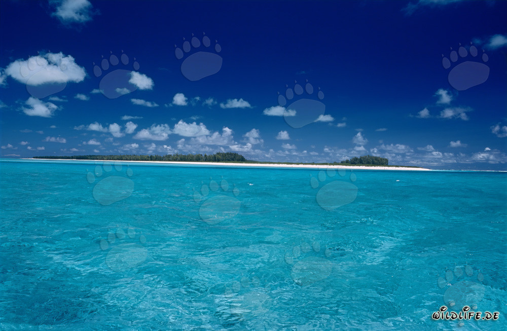 Lagon turquoise sur l'île Midway dans les îles hawaïennes, États-Unis