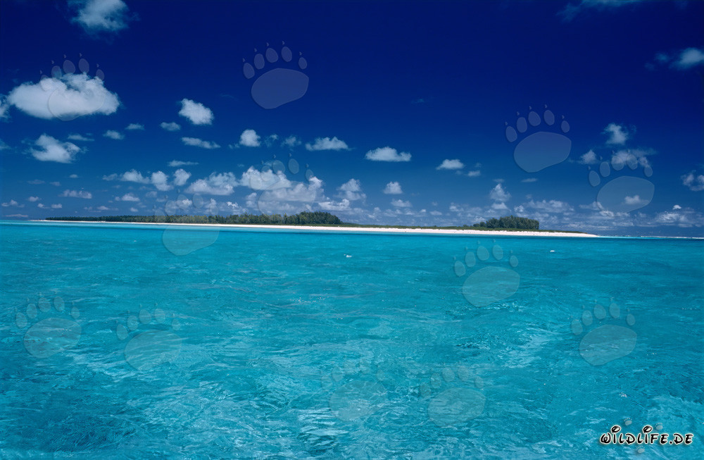 Laguna turchese sull'isola di Midway nelle isole hawaiane, Stati Uniti