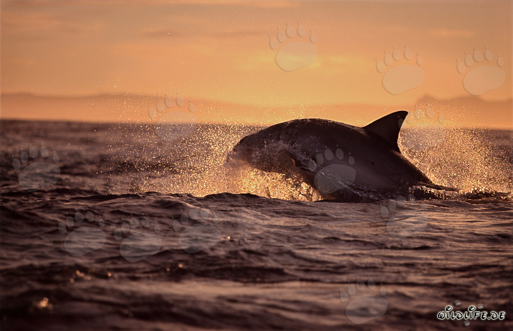 Breaching Great White shark hunting for a fur seal