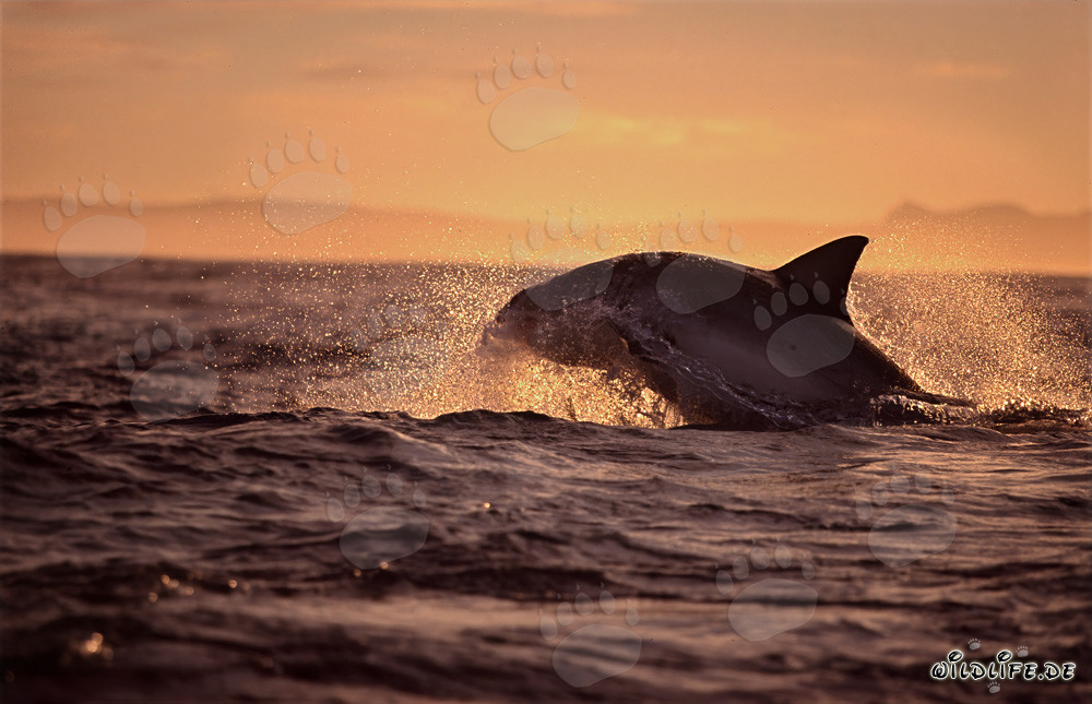 Squalo bianco saltante insegue una foca pelliccia