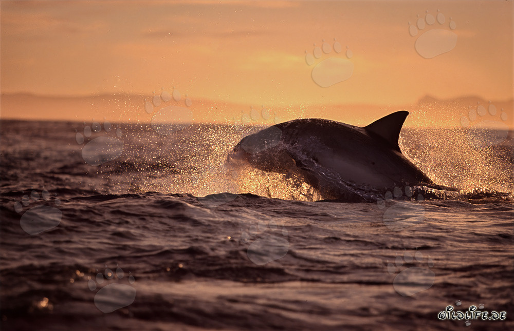 Tiburón blanco saltando persigue una foca de piel