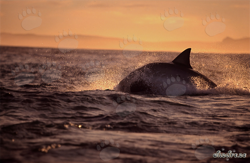 Fascinante Gran Tiburón Blanco cazando una foca de piel delante de la Isla Seal