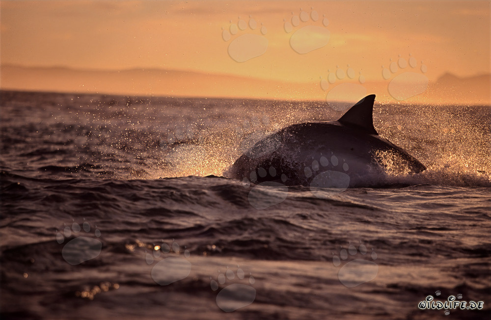 Impressionnant grand requin blanc chassant une otarie à fourrure devant l'île Seal