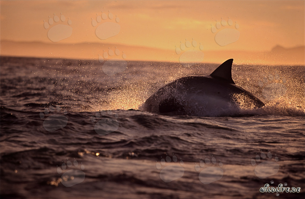 Fascinating Great White Shark hunting for a fur seal near Seal Island