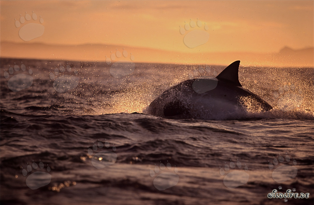 Affascinante Squalo Bianco in caccia di una foca davanti all'Isola Seal