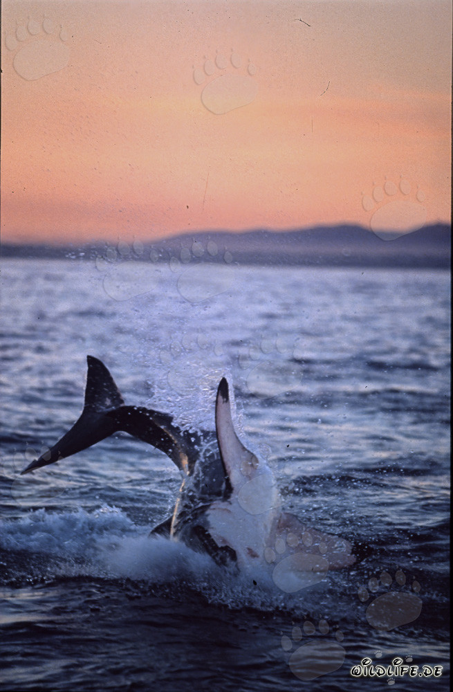 Gran tiburón blanco saltando en la última luz del atardecer