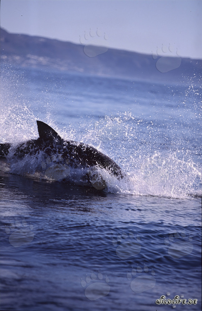 Spectacular breach of a Great White Shark hunting a fur seal