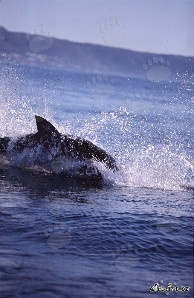 Spettacolare salto di uno squalo bianco nella caccia a una foca pellicciata