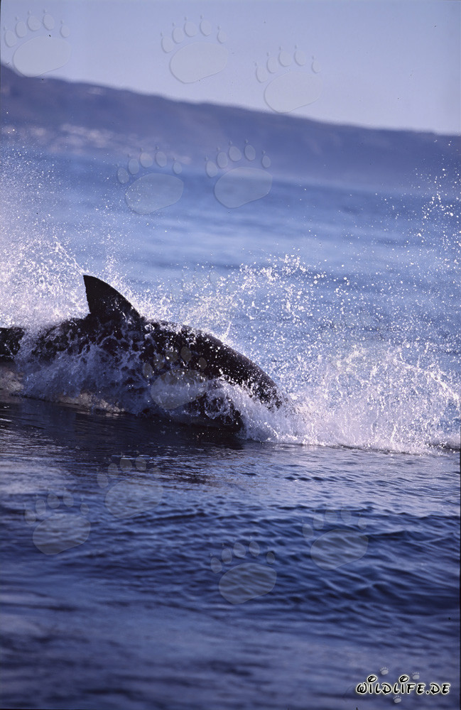 Espectacular salto de un tiburón blanco en la caza de una foca de piel