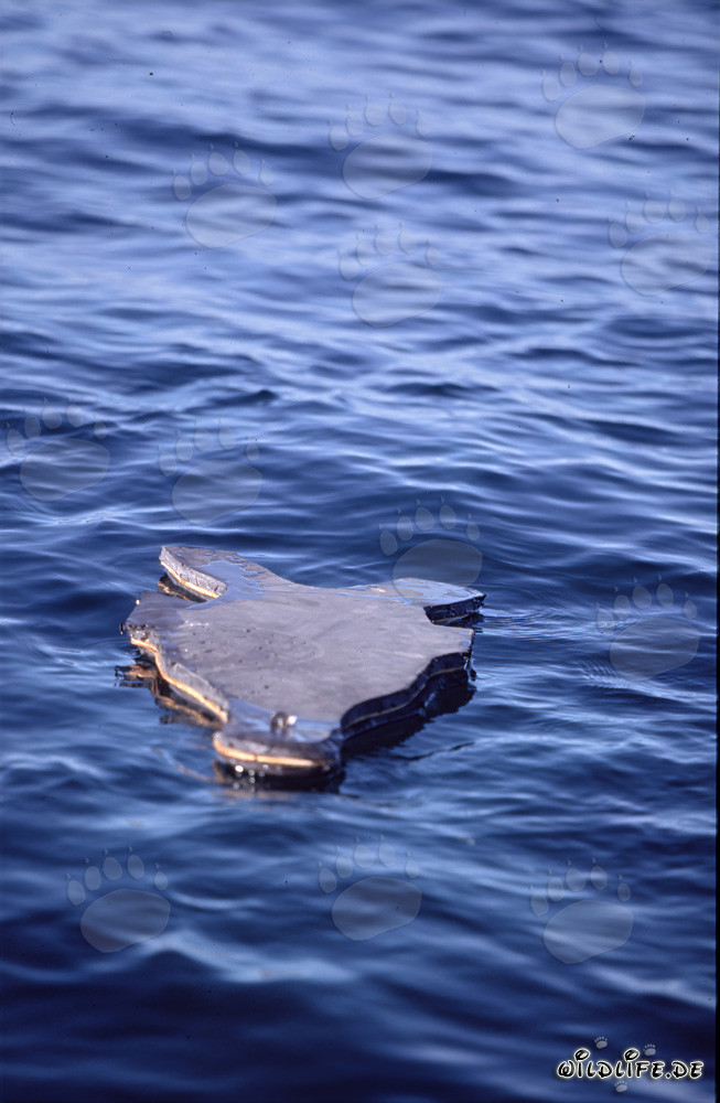 Esca di foca in neoprene incredibilmente realistica per la caccia ai grandi squali bianchi