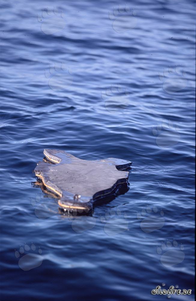 Deceptive Neoprene Seal Decoy for Hunting Great White Sharks