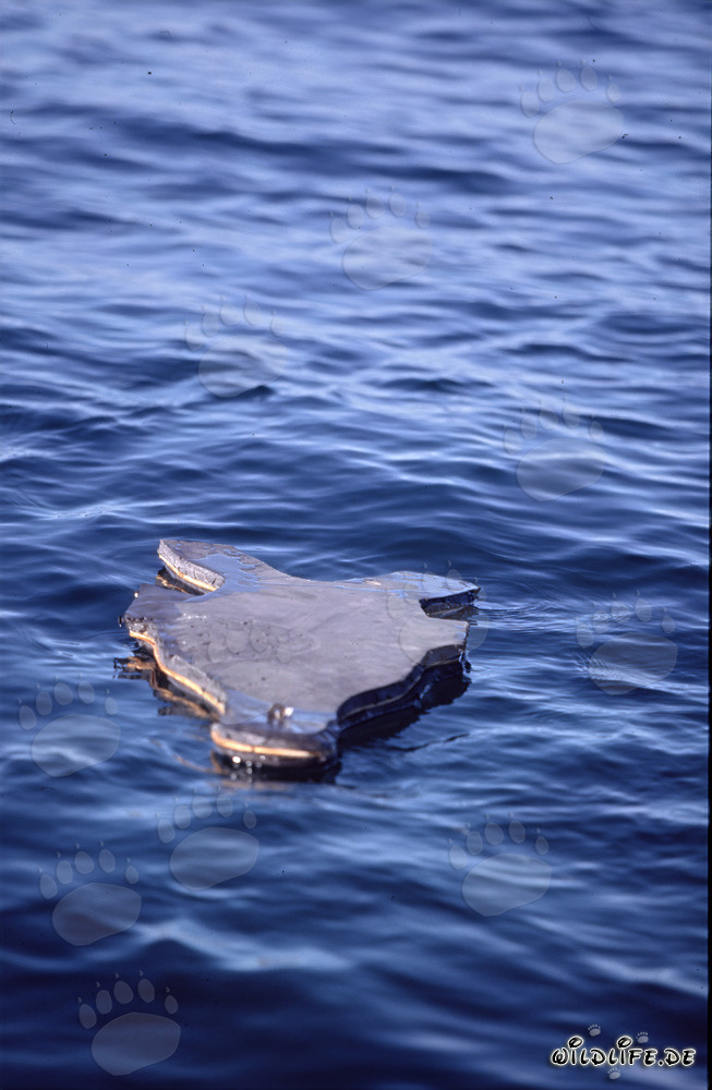Señuelo de foca de neopreno increíblemente realista para la caza de grandes tiburones blancos