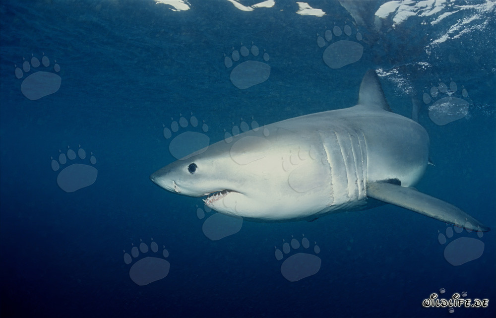 Giovane squalo bianco deviato al largo della costa sudafricana