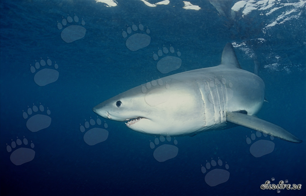 Joven tiburón blanco gira frente a la costa de Sudáfrica