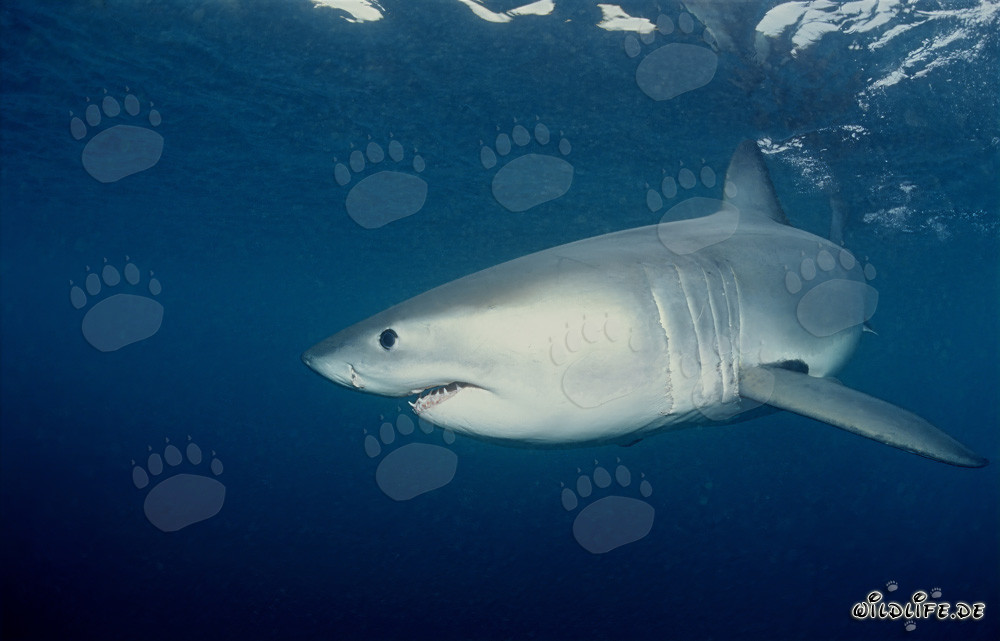 Young Great White Shark turning away off the coast of South Africa