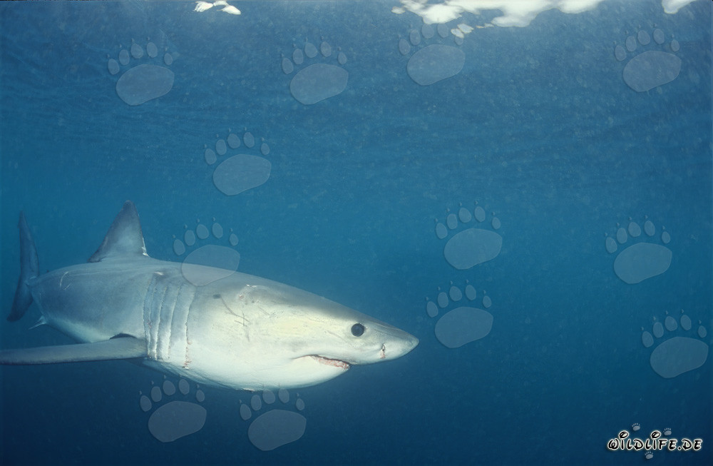 Cría de tiburón blanco explora el océano