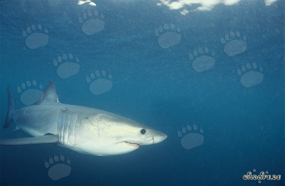 Jeune requin blanc explore l'océan