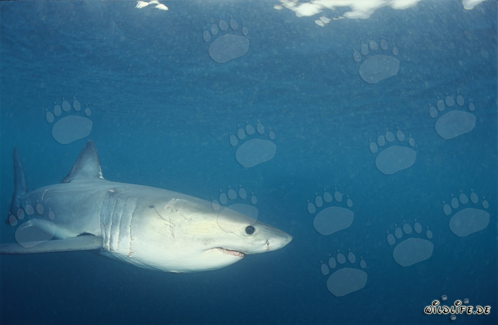 Juvenile Great White Shark exploring the ocean