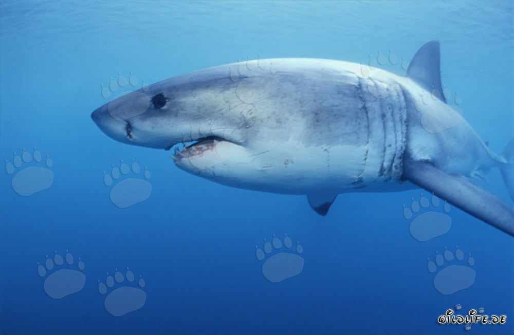 Requin blanc observé devant Geyser Rock en Afrique du Sud