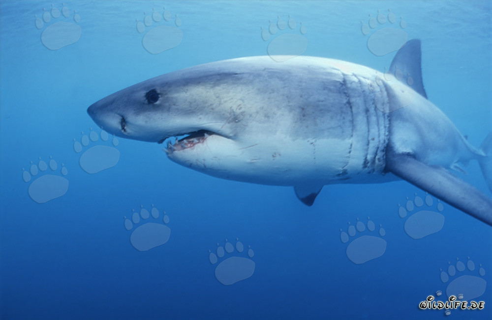 Squalo bianco avvistato davanti a Geyser Rock in Sudafrica