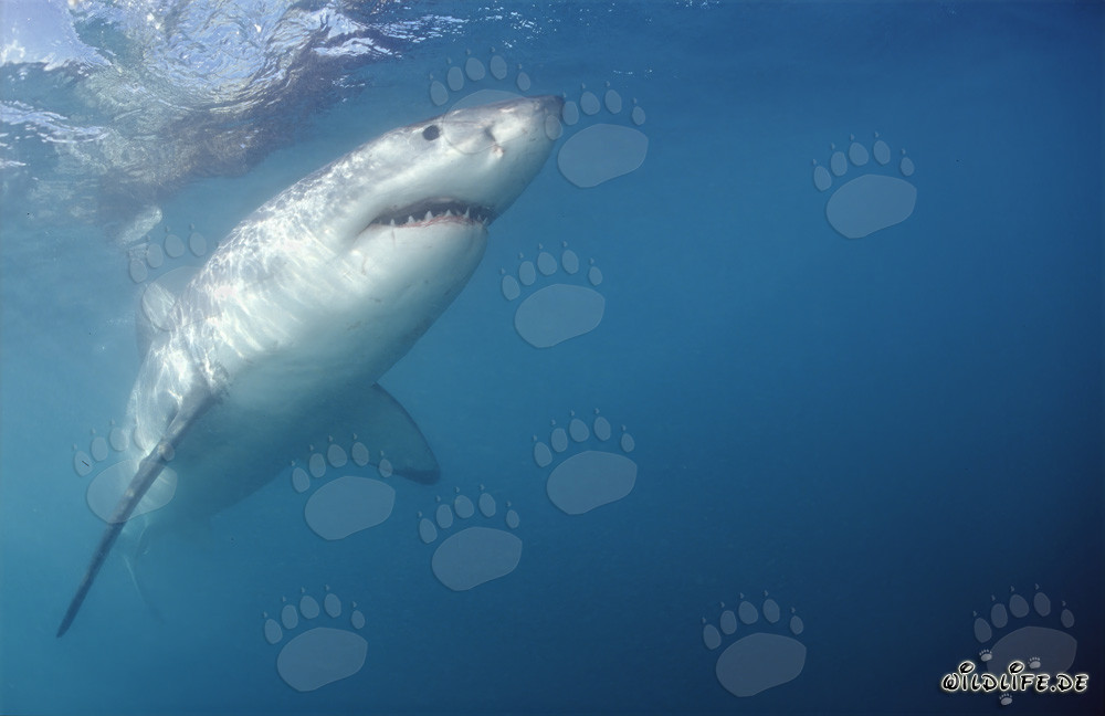 Grand requin blanc nage abrupt vers le haut