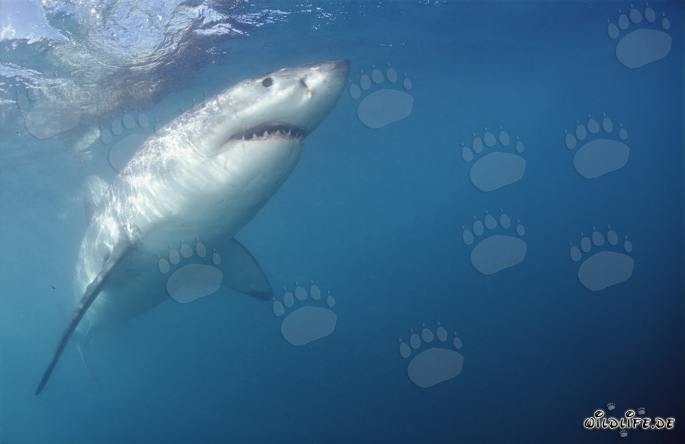 Impressive Great White Shark Swimming Upwards