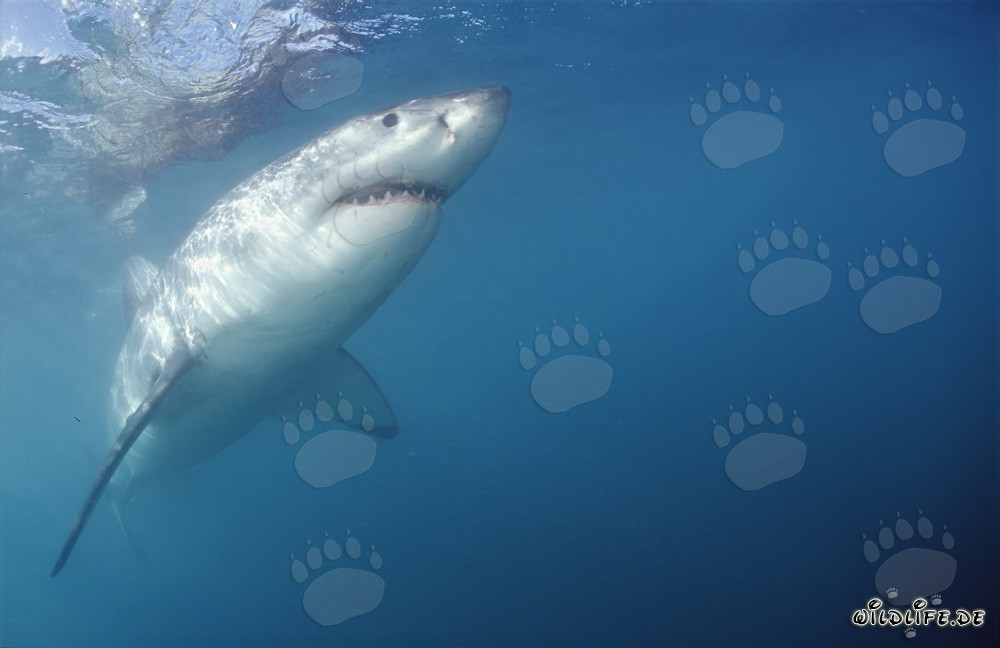 Imponente squalo bianco nuota ripidamente verso l'alto