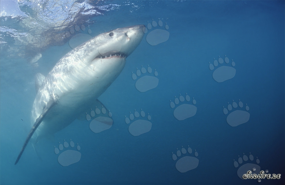 Impresionante tiburón blanco nada abruptamente hacia arriba