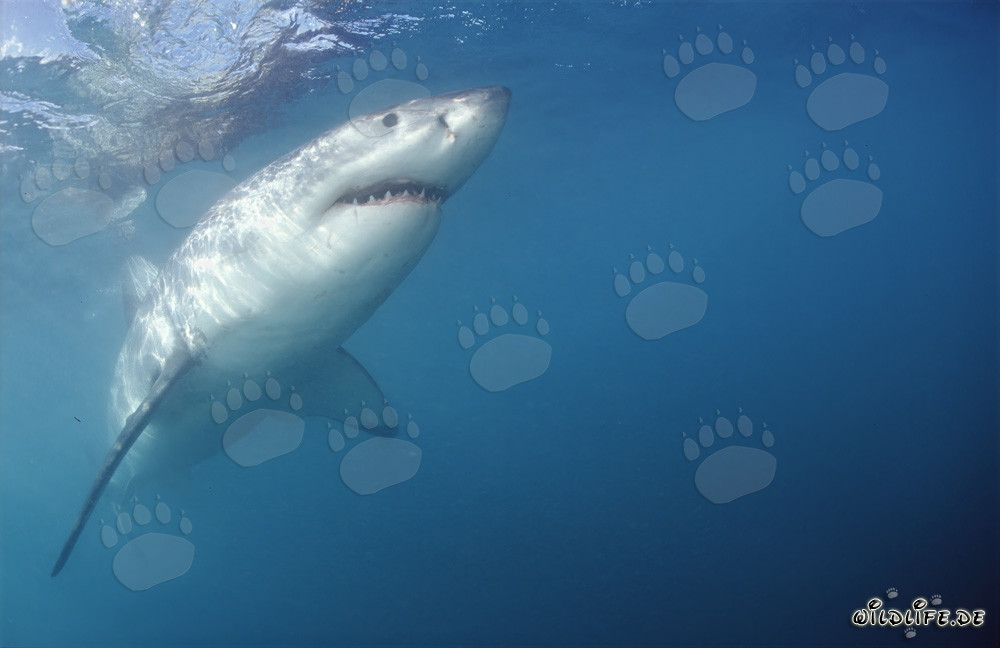 Imposanter Weißer Hai schwimmt steil nach oben